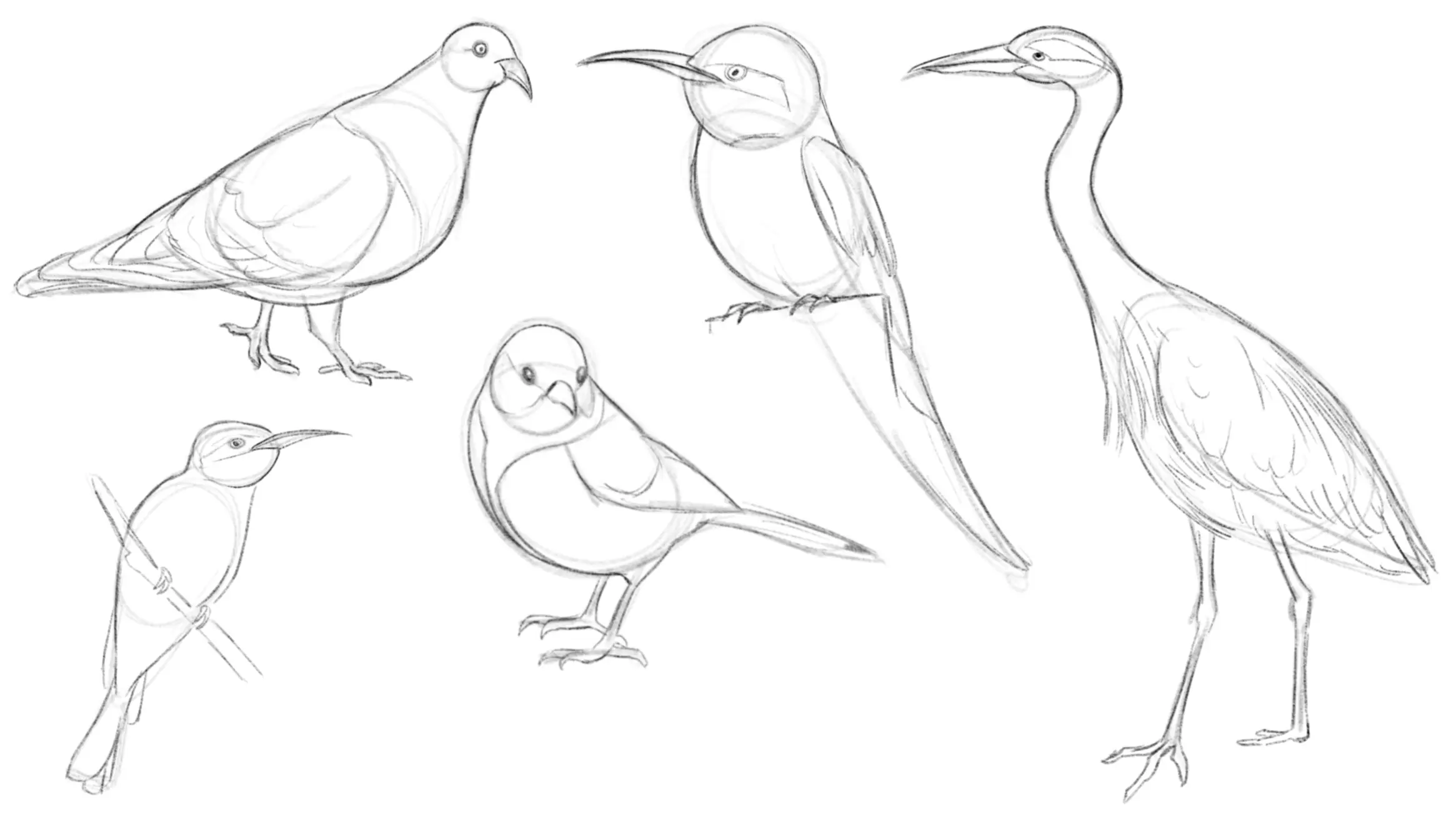 exemples de dessins d’oiseaux à faire à l’aquarelle