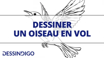 Comment dessiner un oiseau en vol