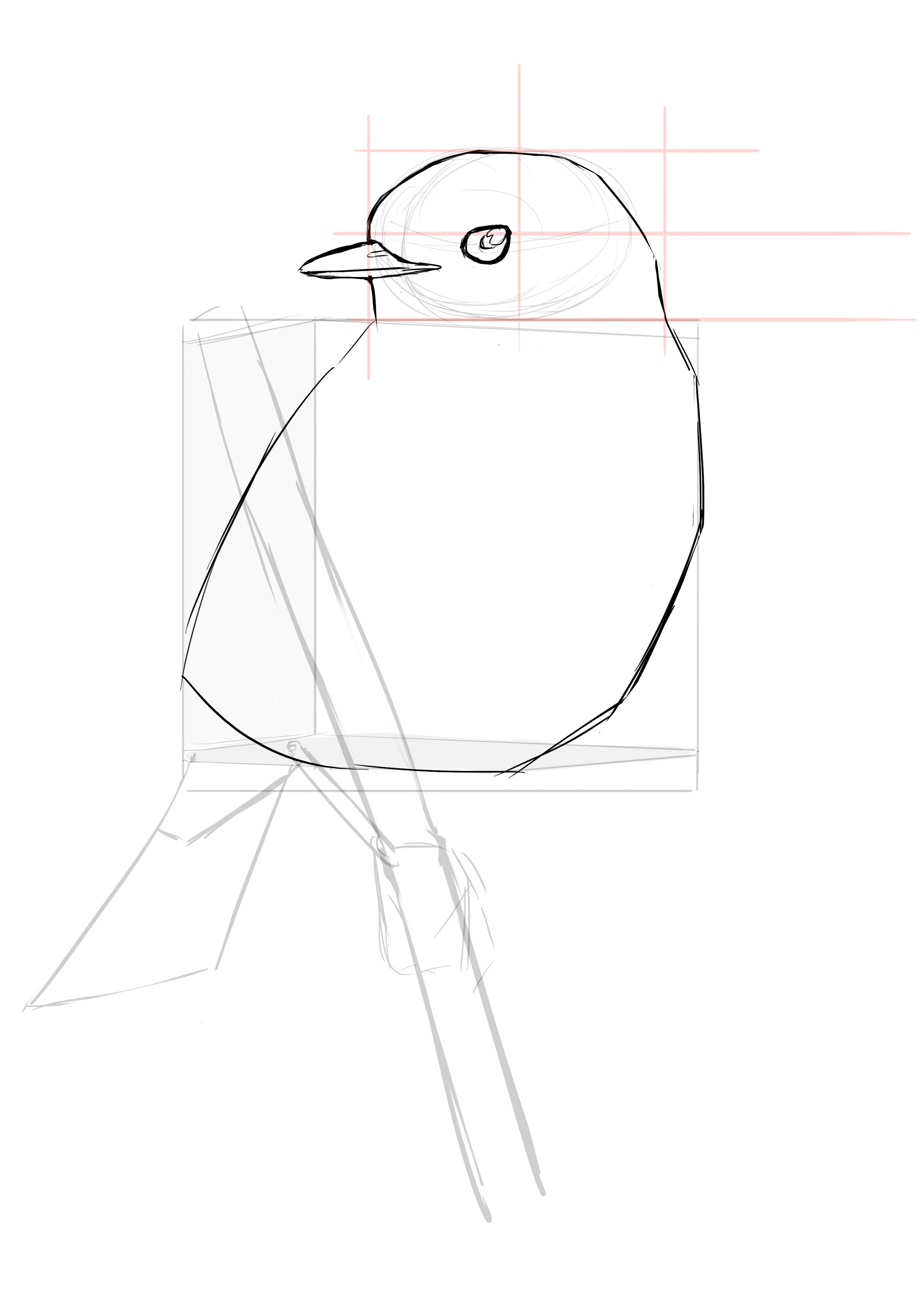 Dessin du corps du rouge gorge