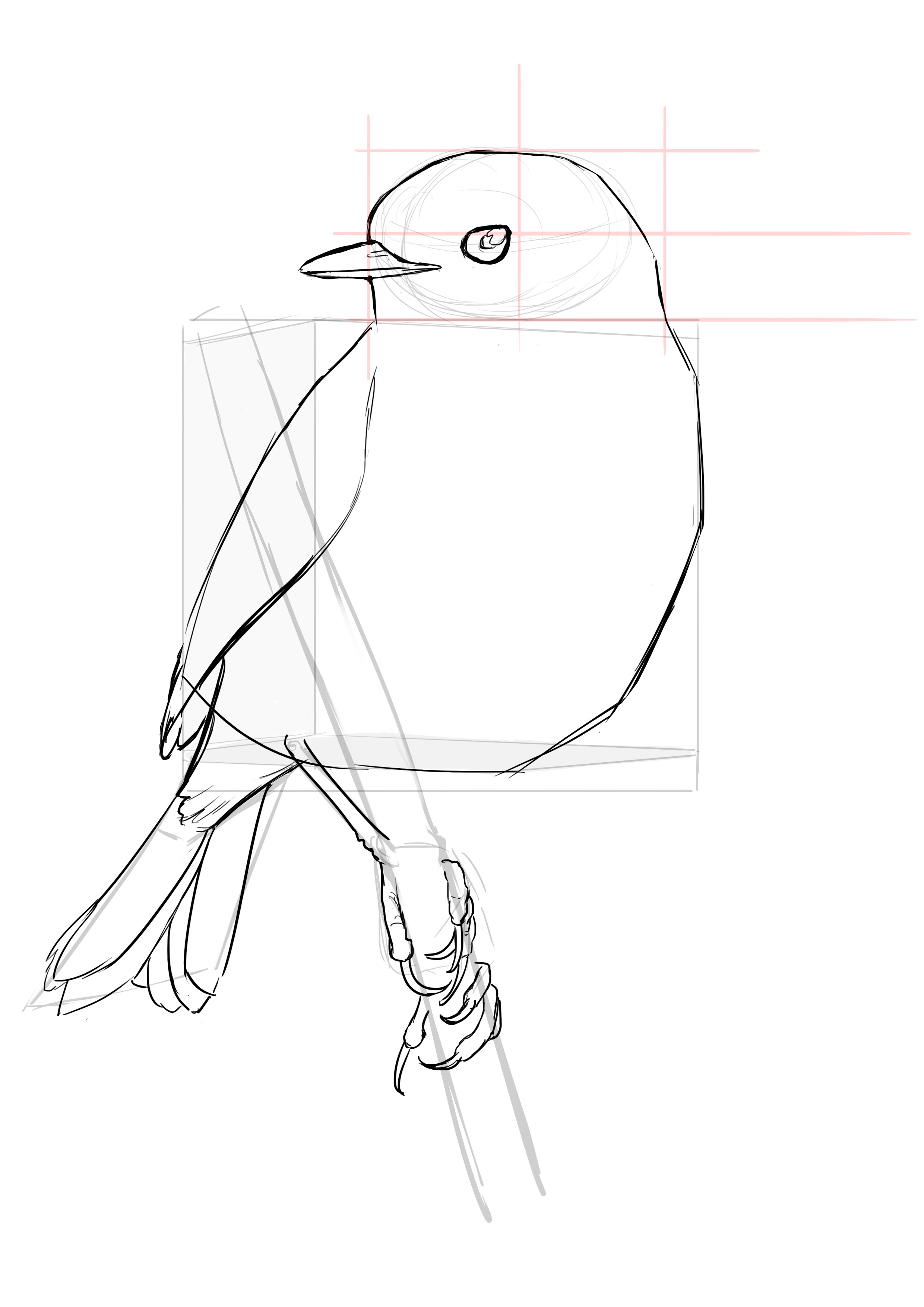 Détails du dessin des pattes du rouge gorge