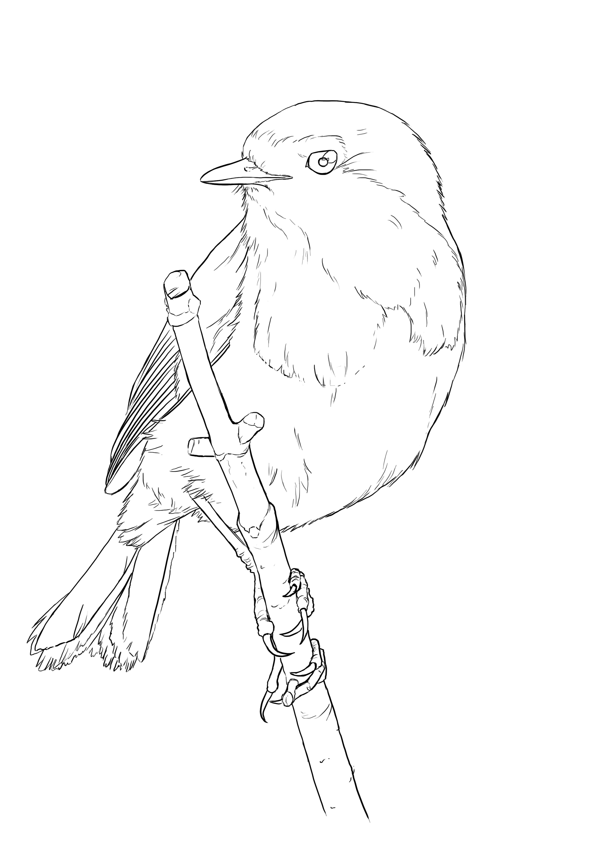 Dessin final du rouge gorge