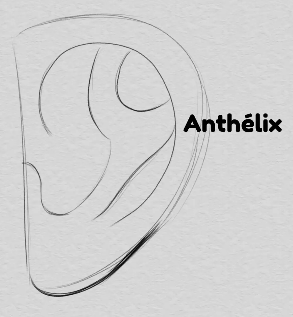 dessiner l'anthélix d’une oreille