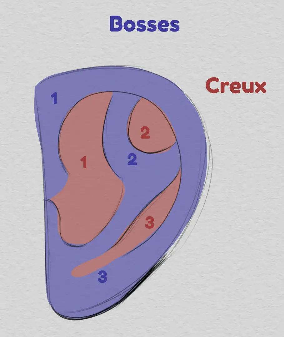 dessiner les bosses d’une oreille