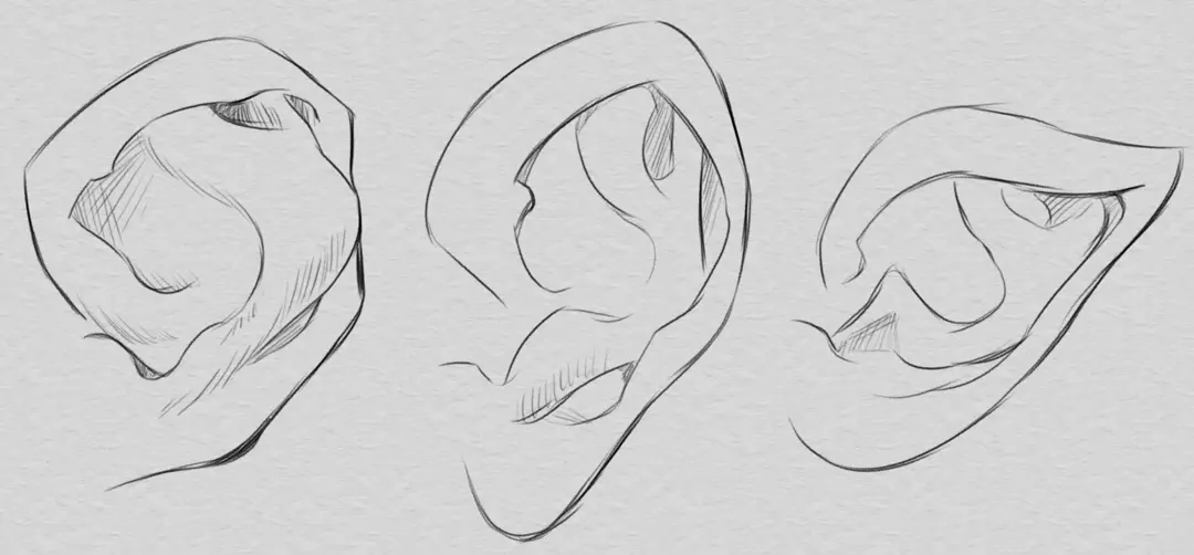 dessiner différentes structures d’oreilles