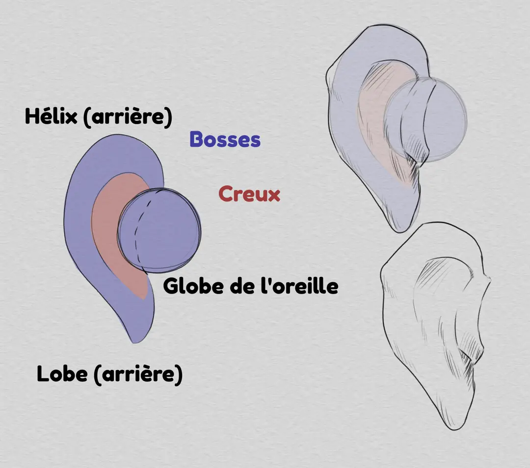 dessiner une oreille de dos