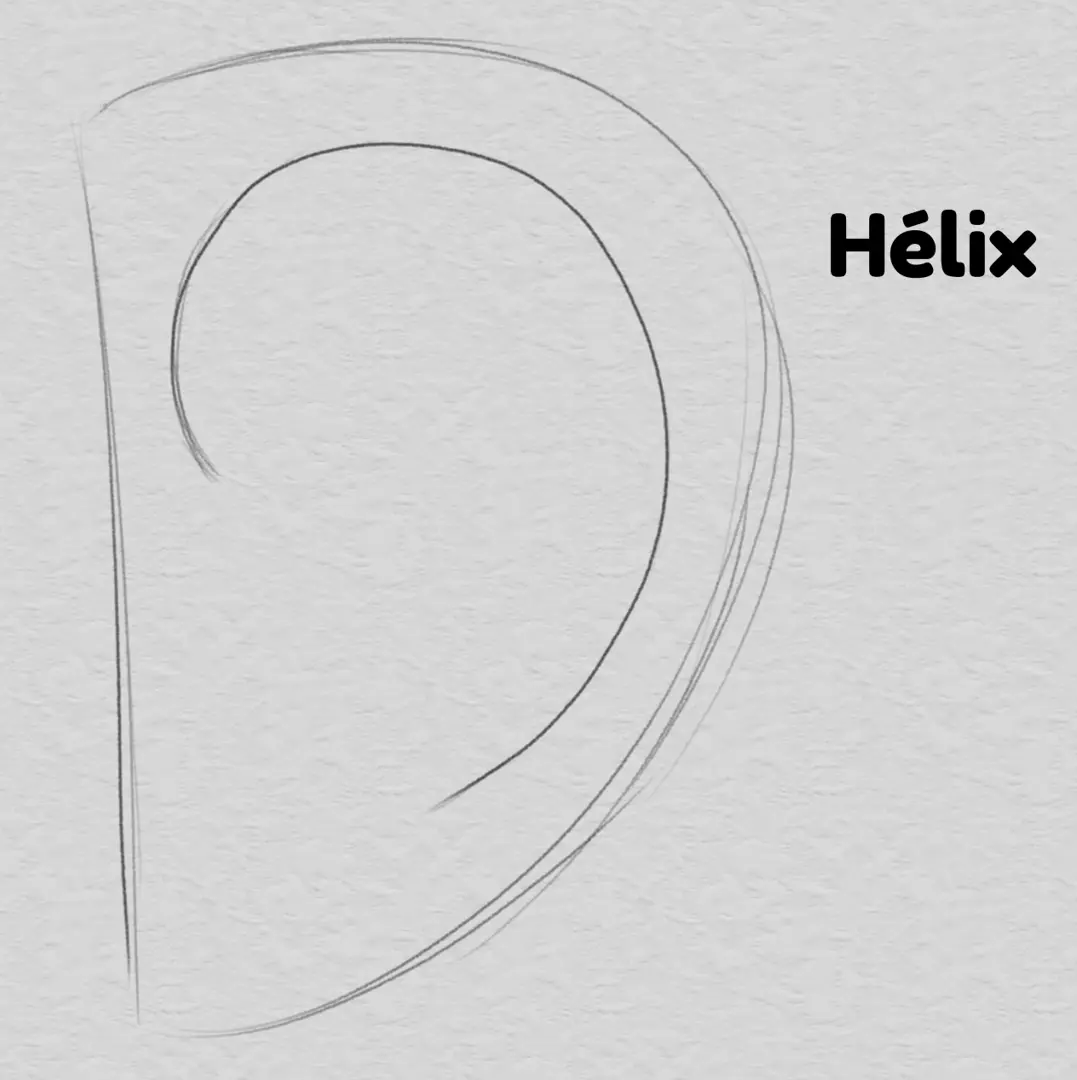 dessiner l’hélix d’une oreille