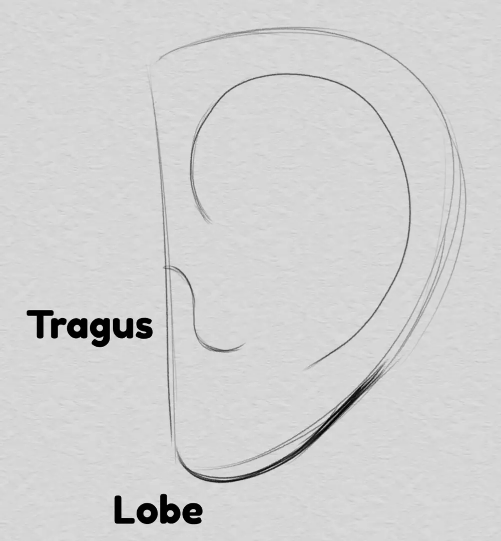 dessiner le lobe d’une oreille