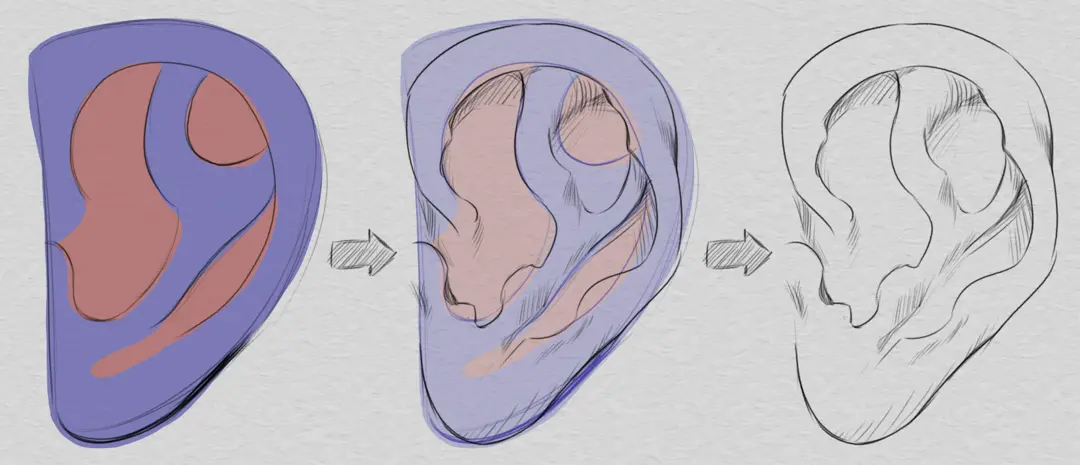 dessiner une oreille