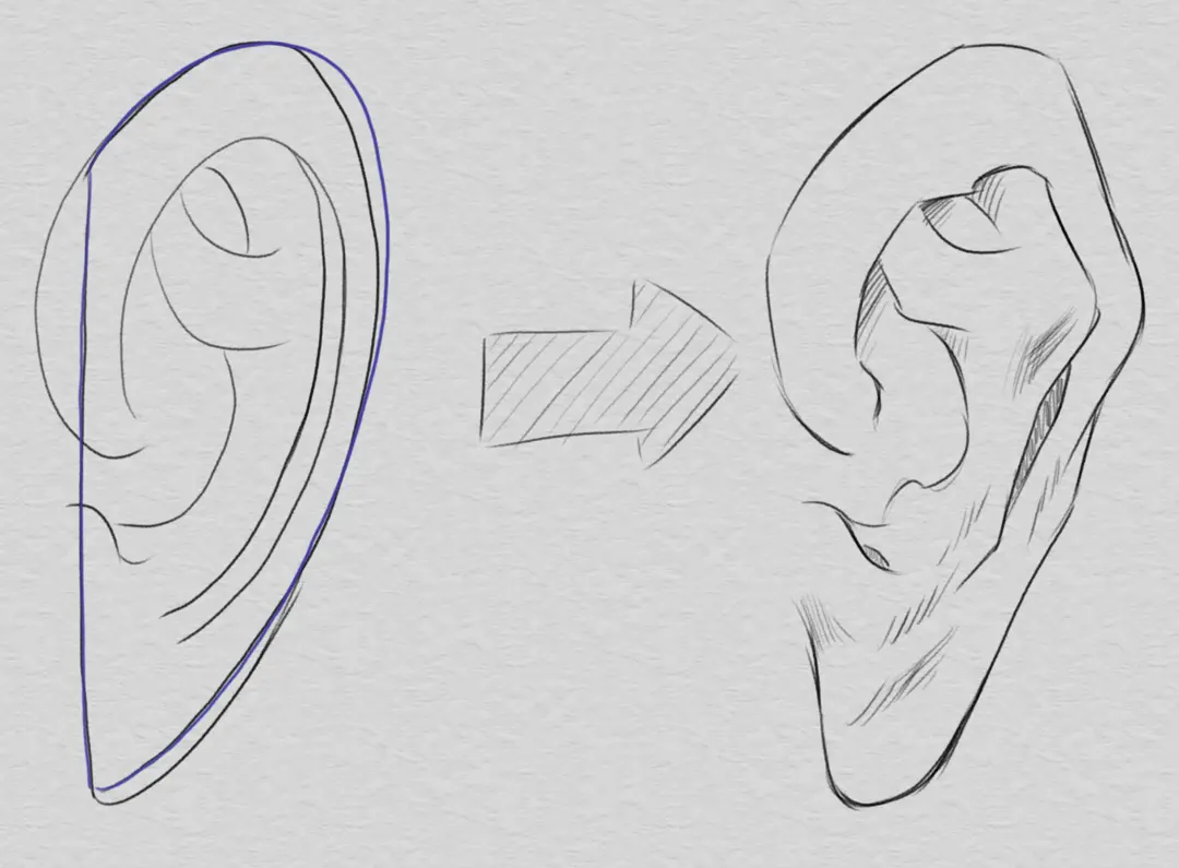 dessiner une oreille de profil