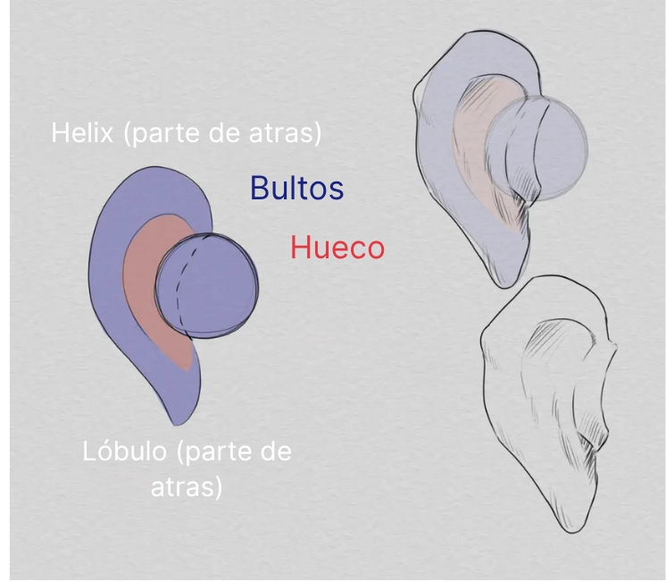 dibujar una oreja desde la vista de atrás