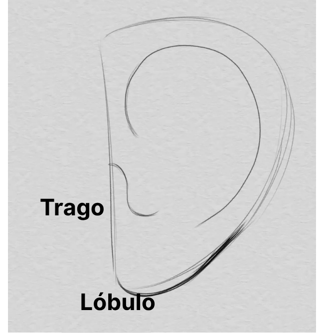 dibujar el lóbulo de una oreja