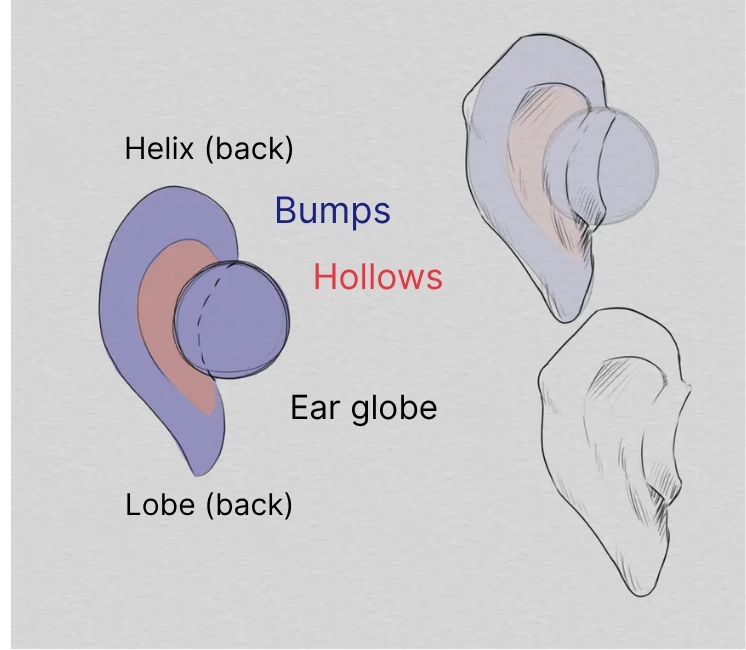 drawing of an ear from behind