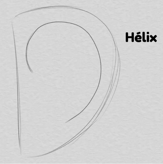 drawing of the helix of an ear
