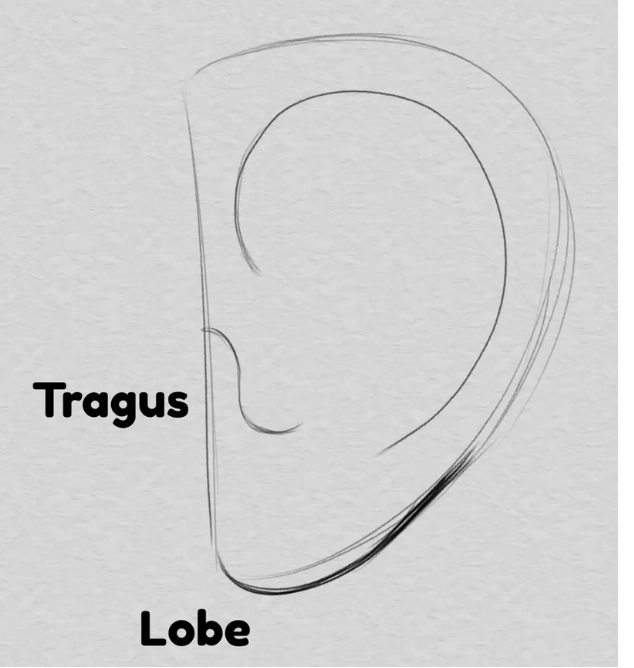 drawing of an earlobe