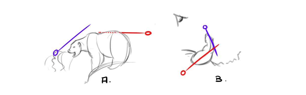 axe et position pour le dessin d'ours