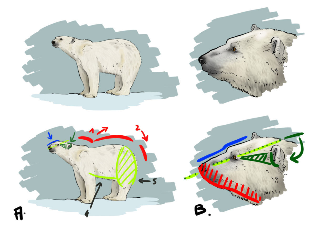 Dessin d'un ours polaire