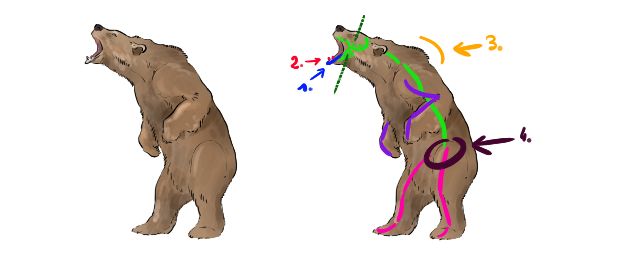 dessin de l'ours debout