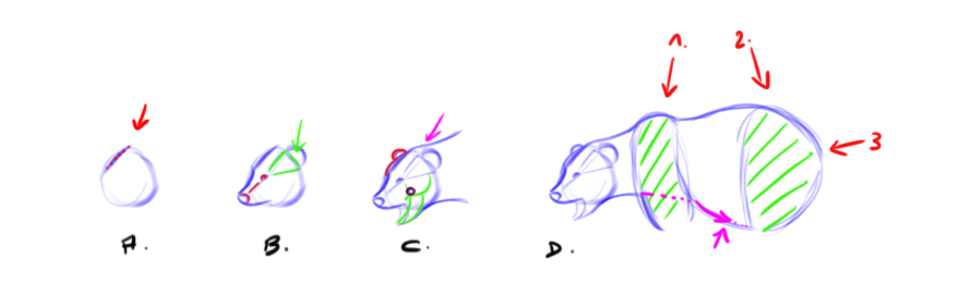 dessiner un ours par étape