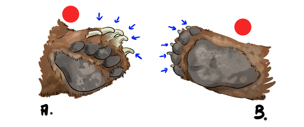 dessin des pattes de l'ours