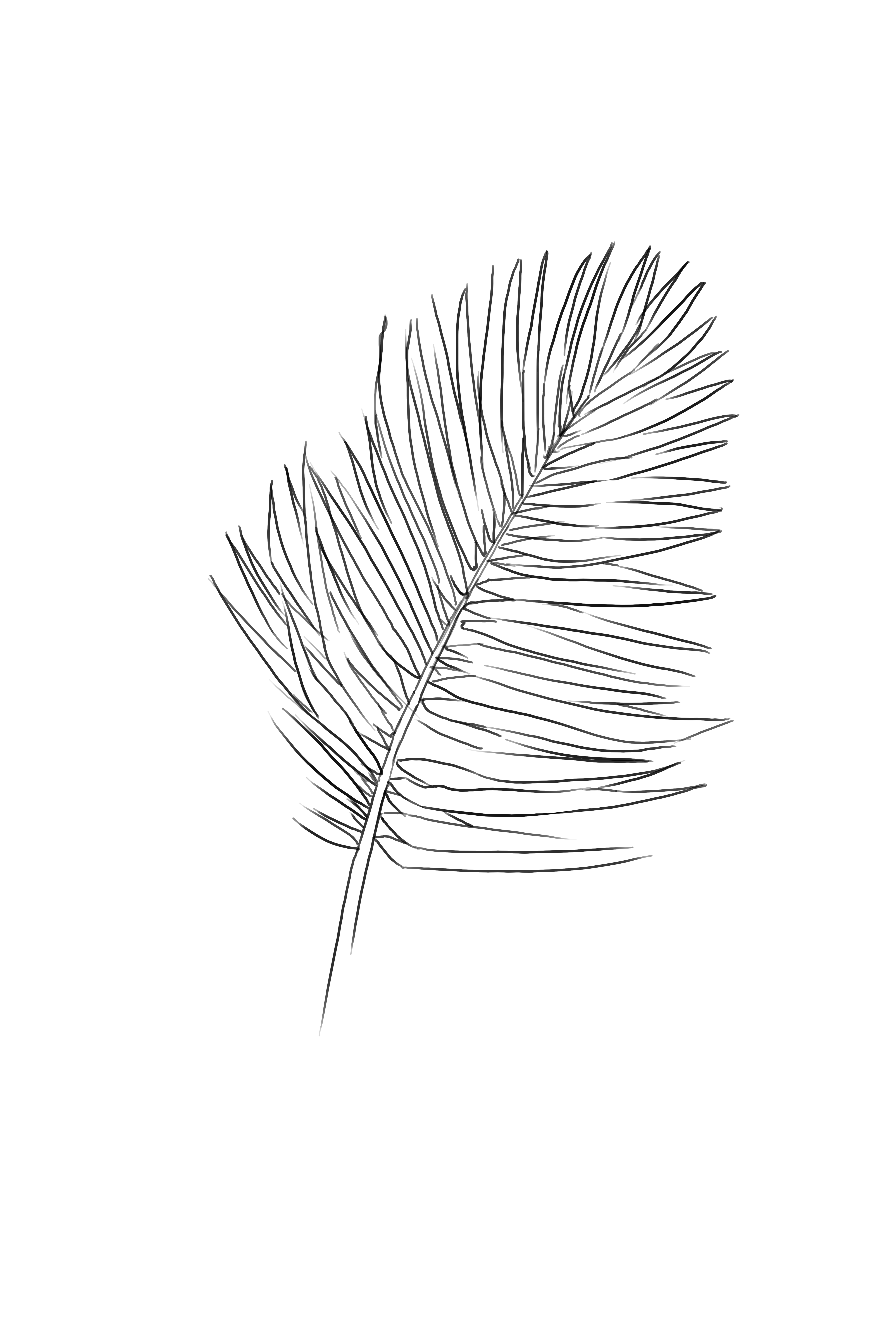 dessiner les détails du feuillage du palmier