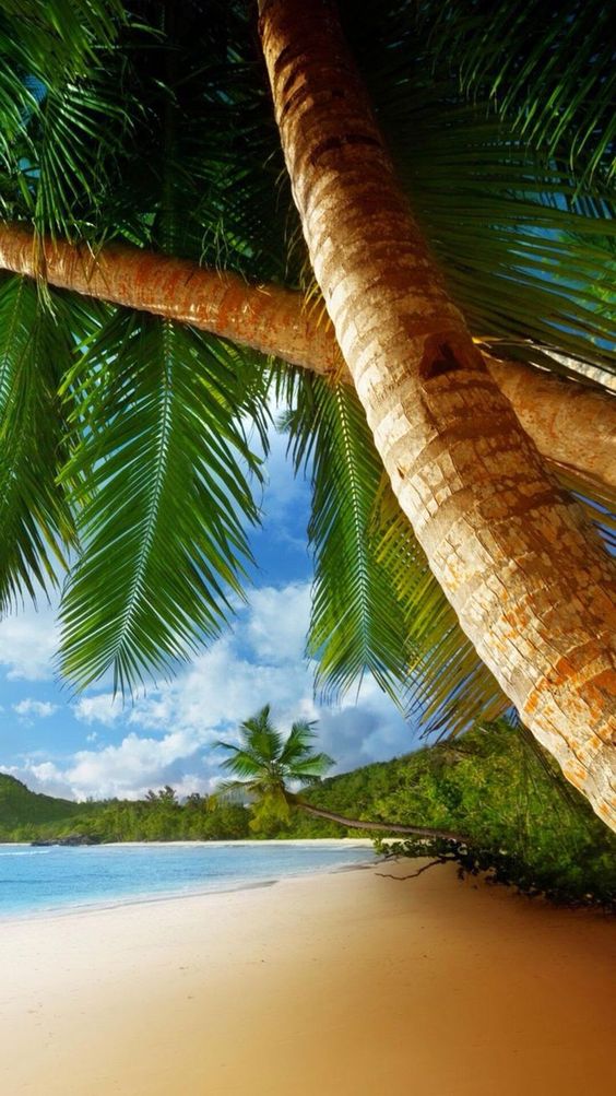 photo de référence pour le dessin de l’écorce du palmier