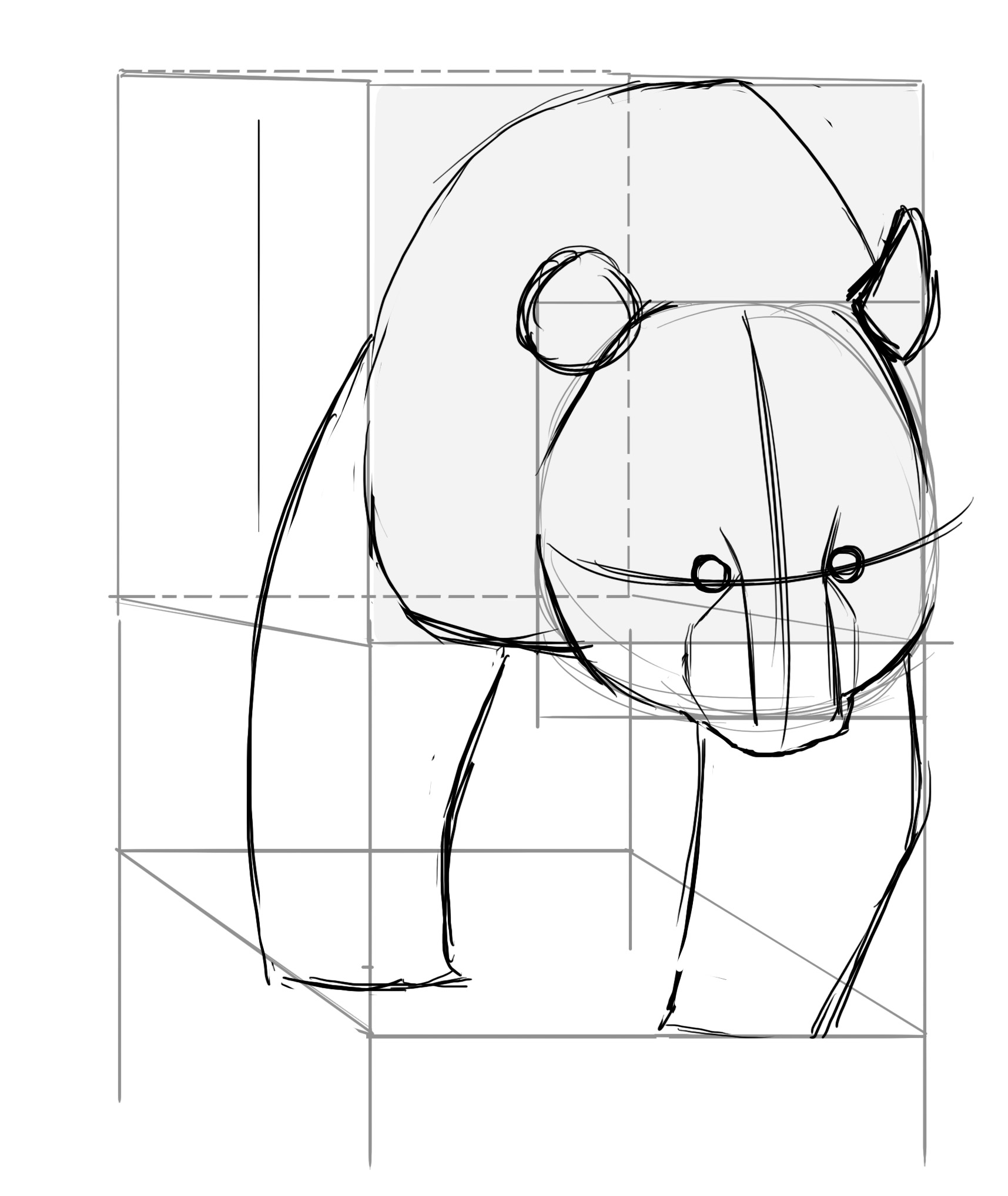 Proportions du corps du panda