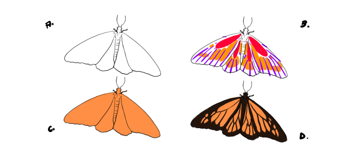 Dessin de papillon en couleur, étape par étape