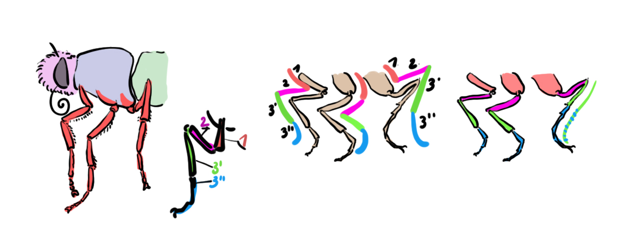 dessiner les pattes du papillon