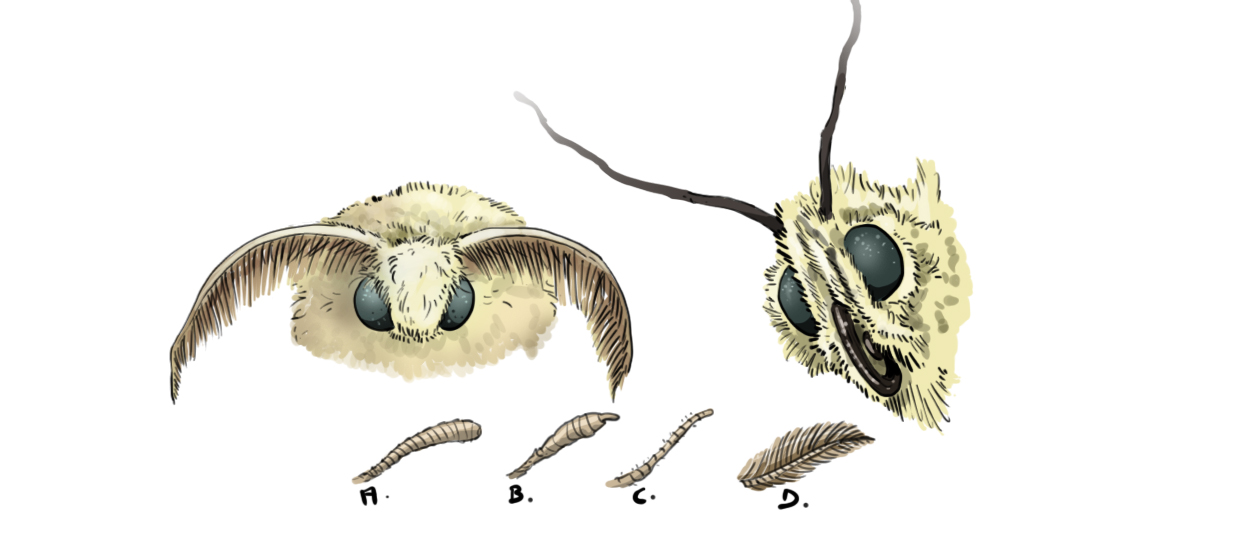 dessiner la tête du papillon