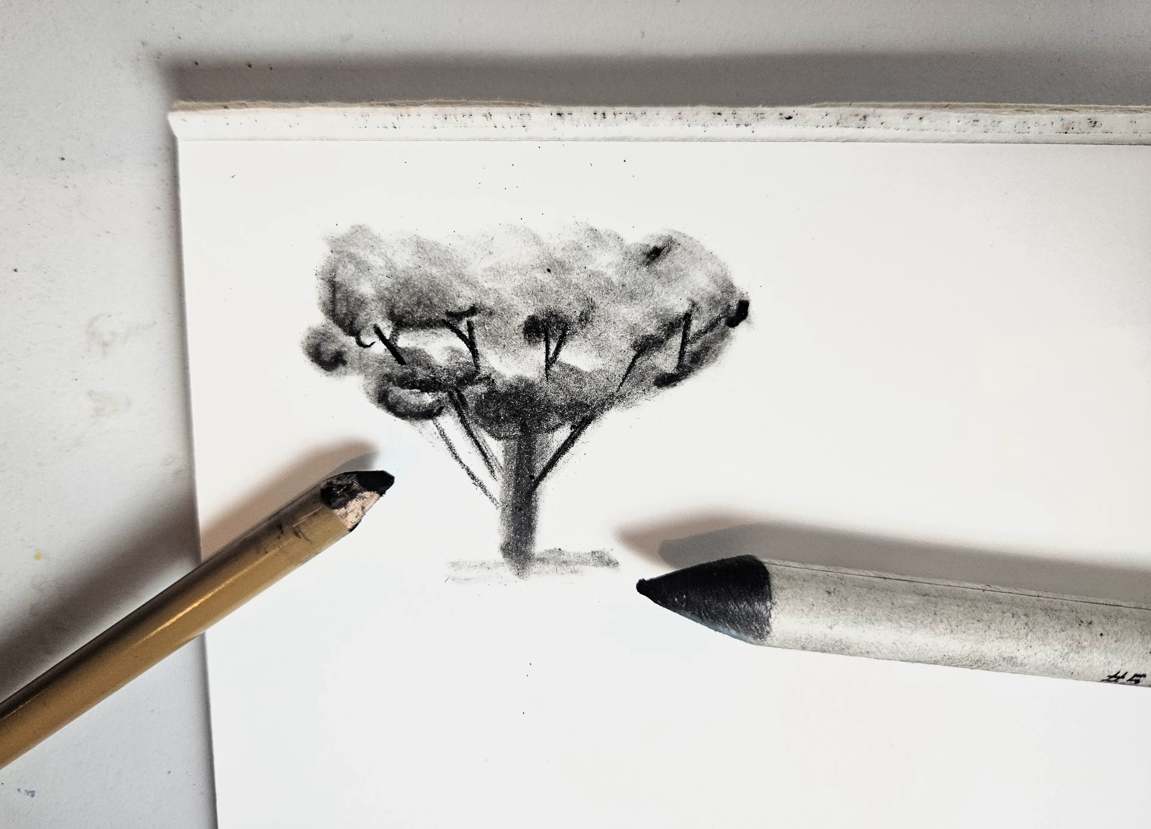 estomper le dessin d'un arbre au fusain