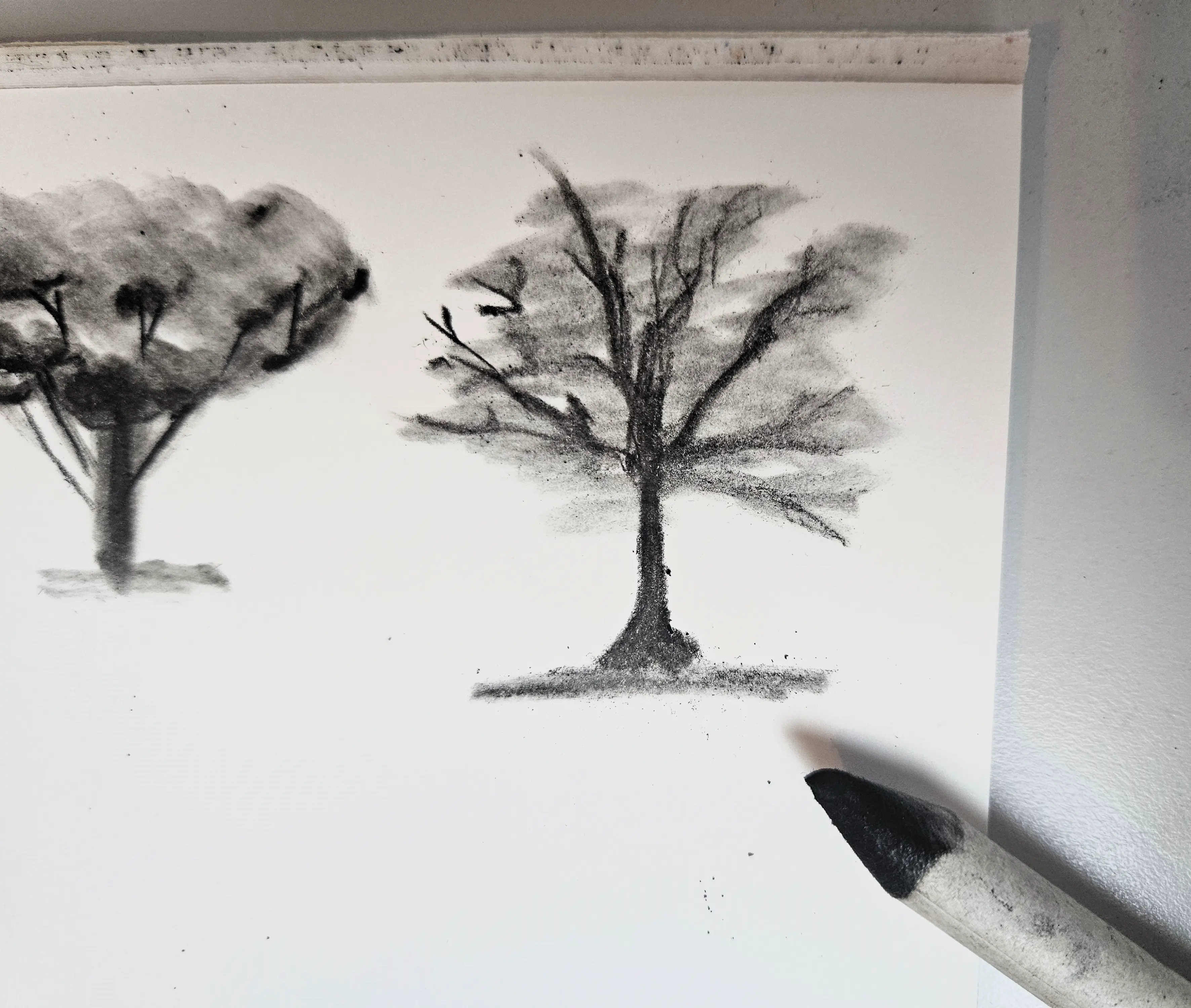 dessiner des arbres au fusain