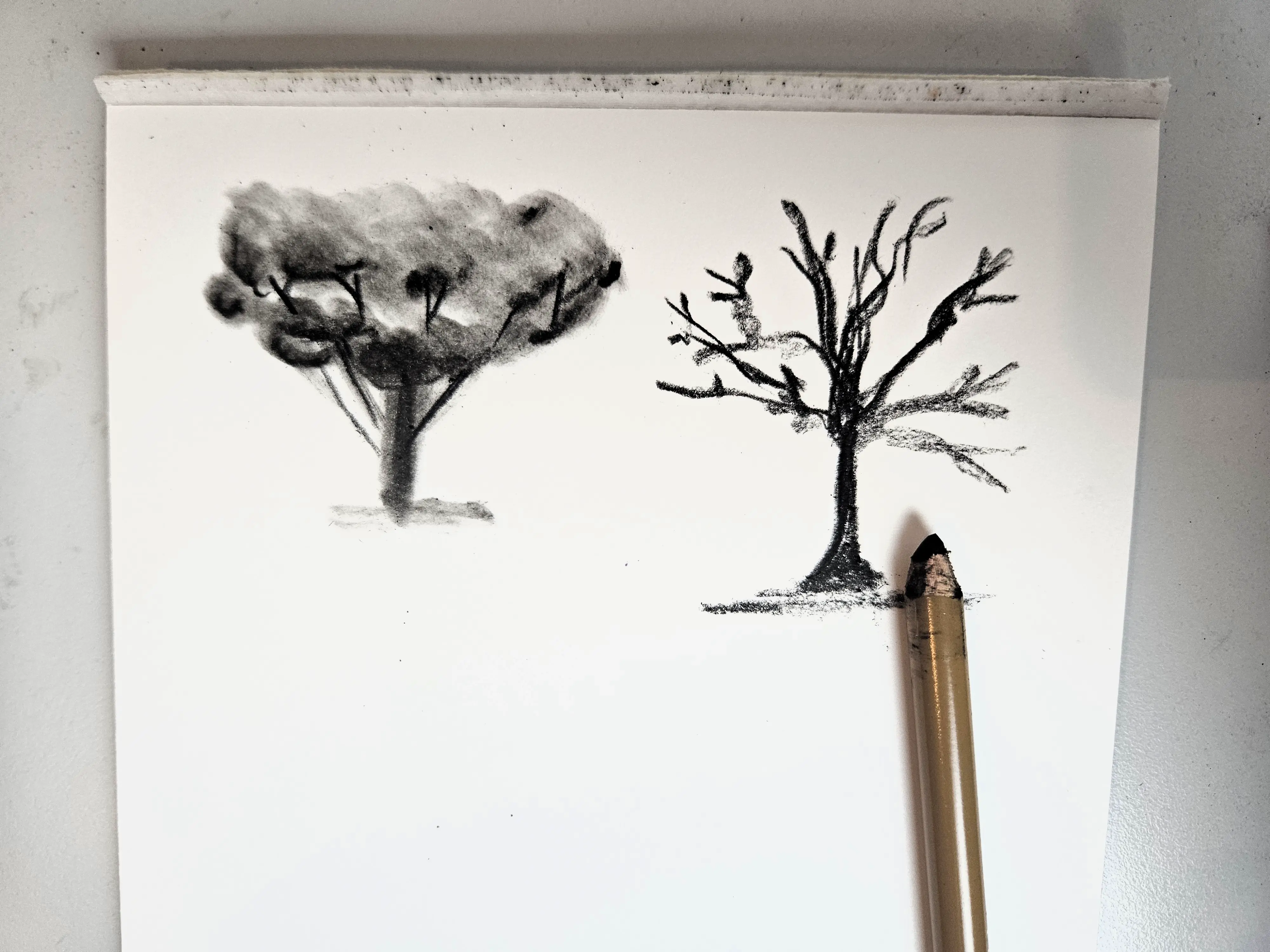 dessiner les branches d’un arbre au fusain