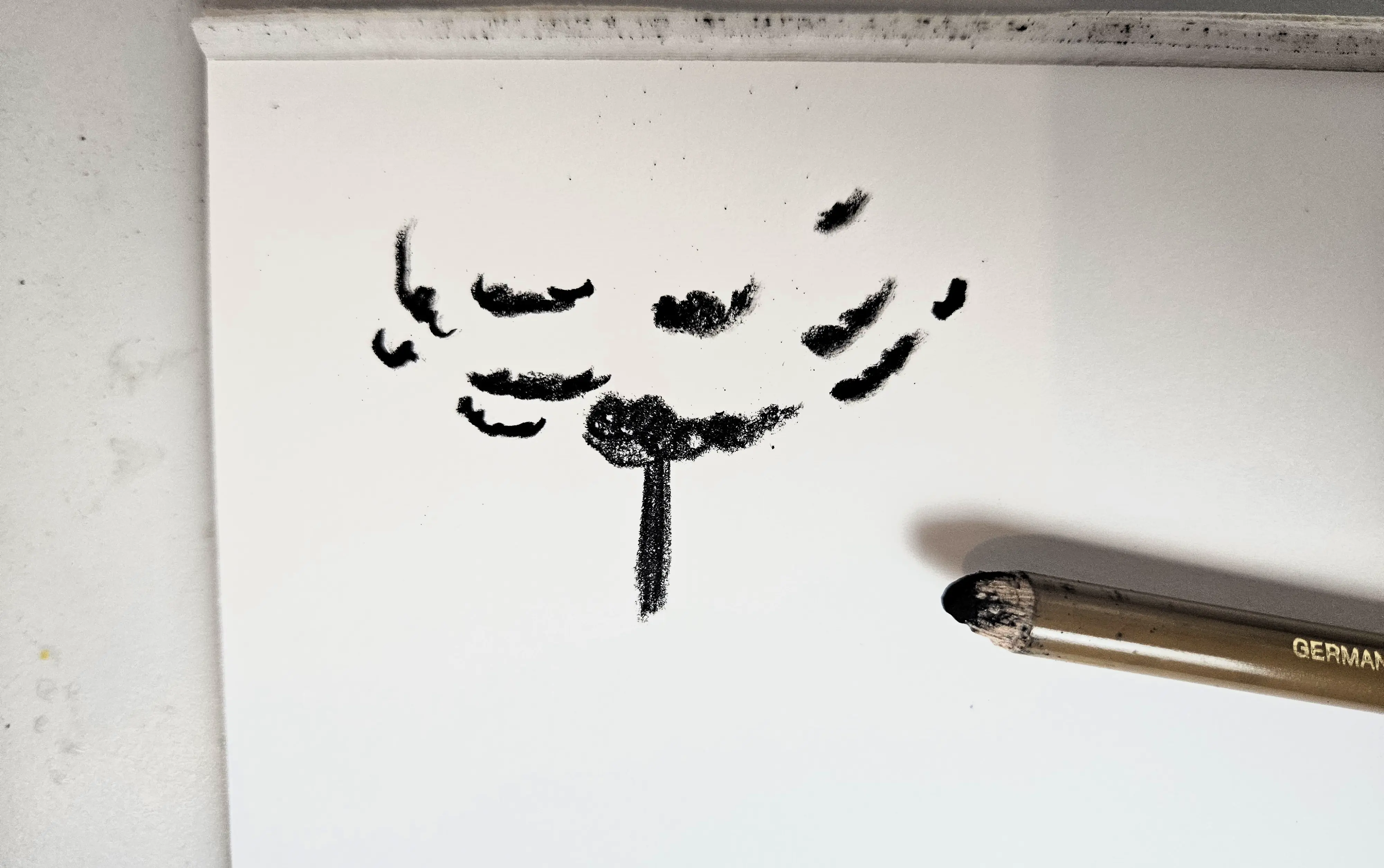 dessiner le dessous d’un arbre au fusain