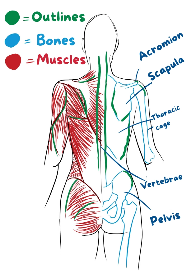 Schematic drawing of the anatomy of the back