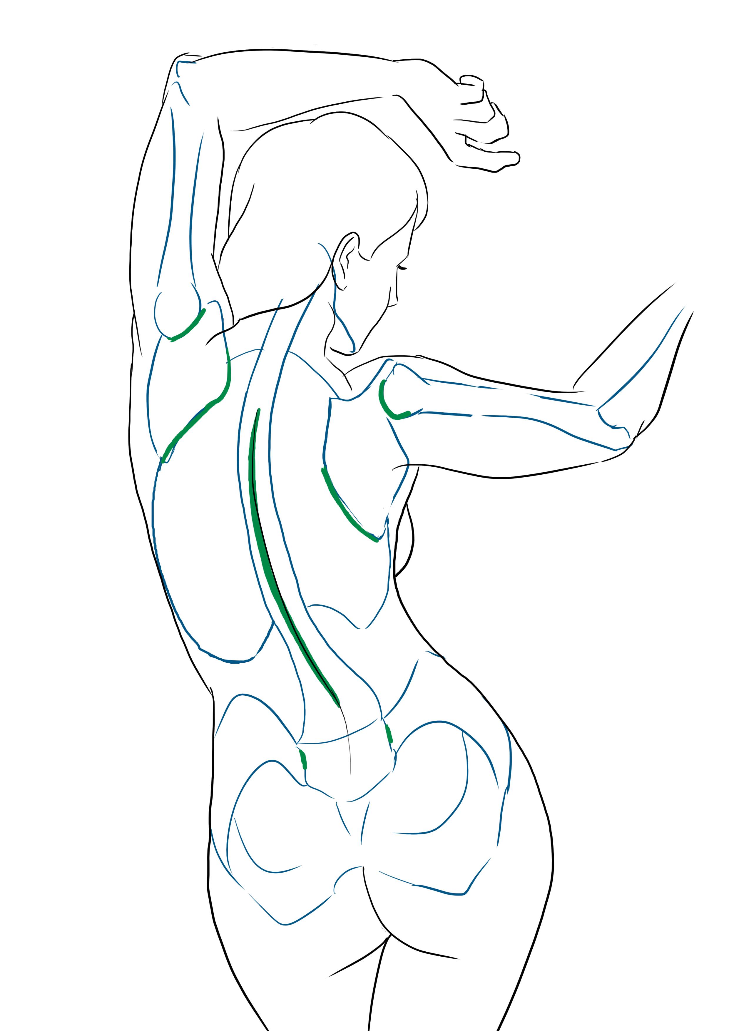 Dessiner la musculature du personnage féminin de dos 1