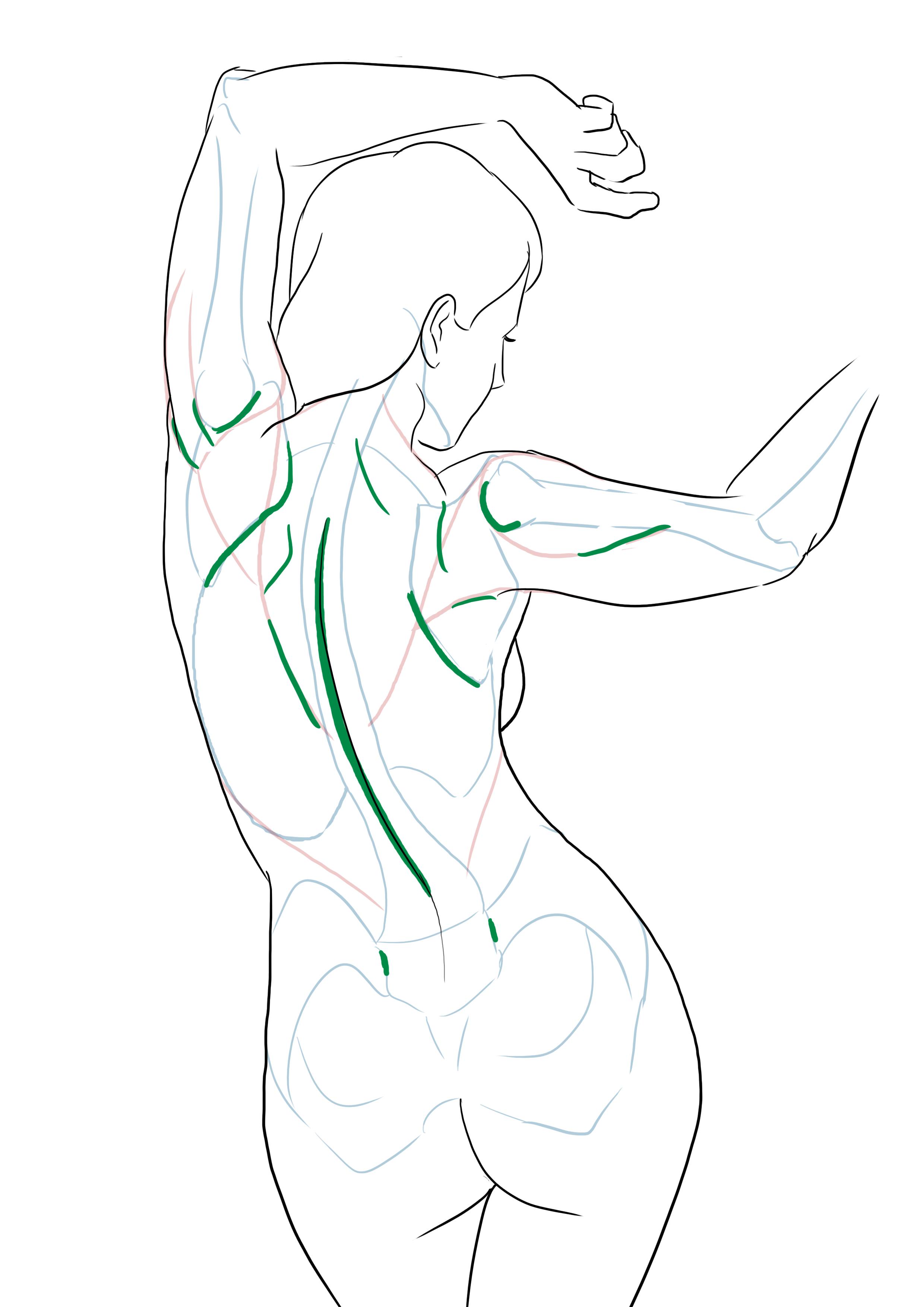 Dessiner la musculature du personnage féminin de dos