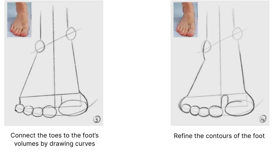 drawing of toes as seen from the front
