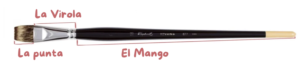 la anatomía de un pincel para hacer acuarela
