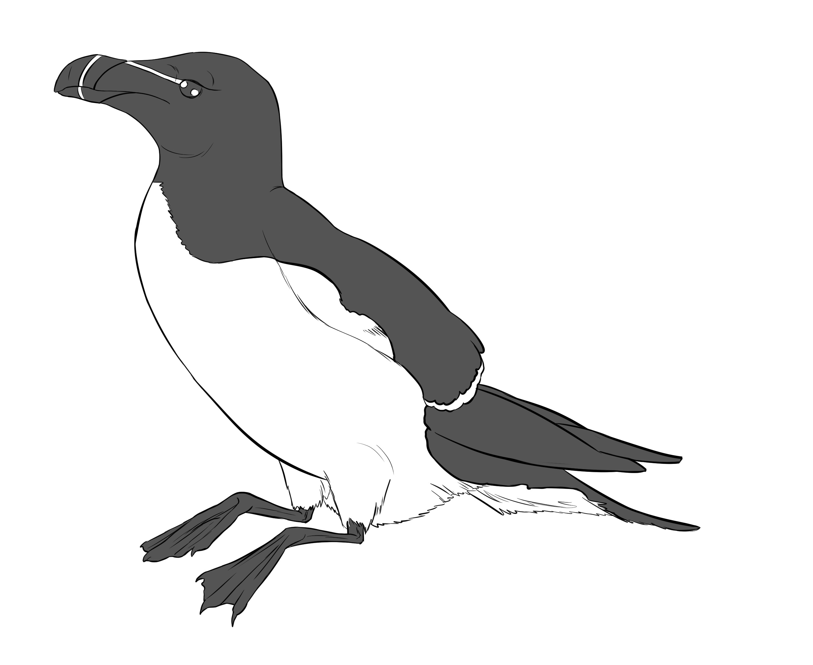 comment dessiner un pingouin