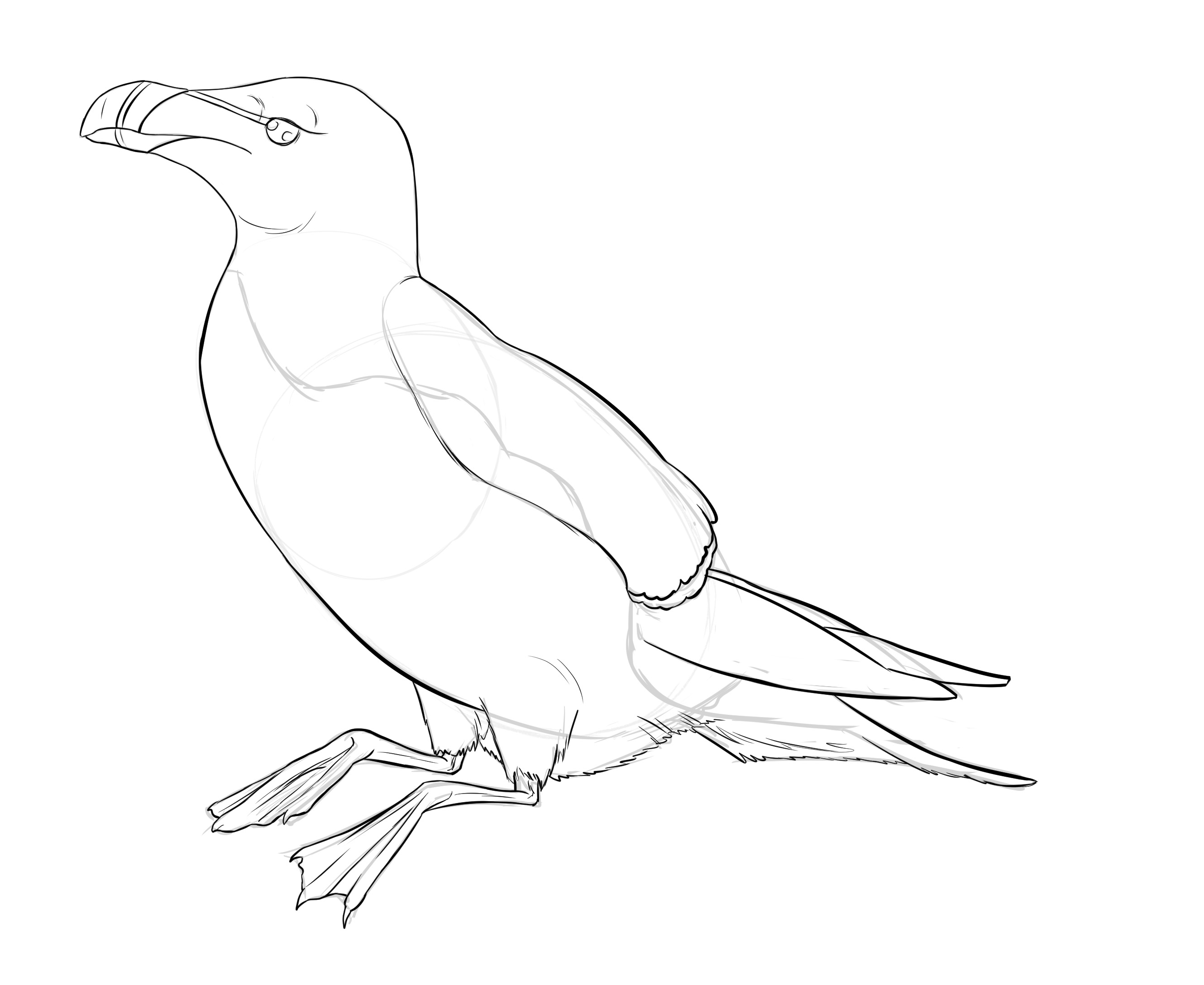 dessiner les détails du pingouin 1