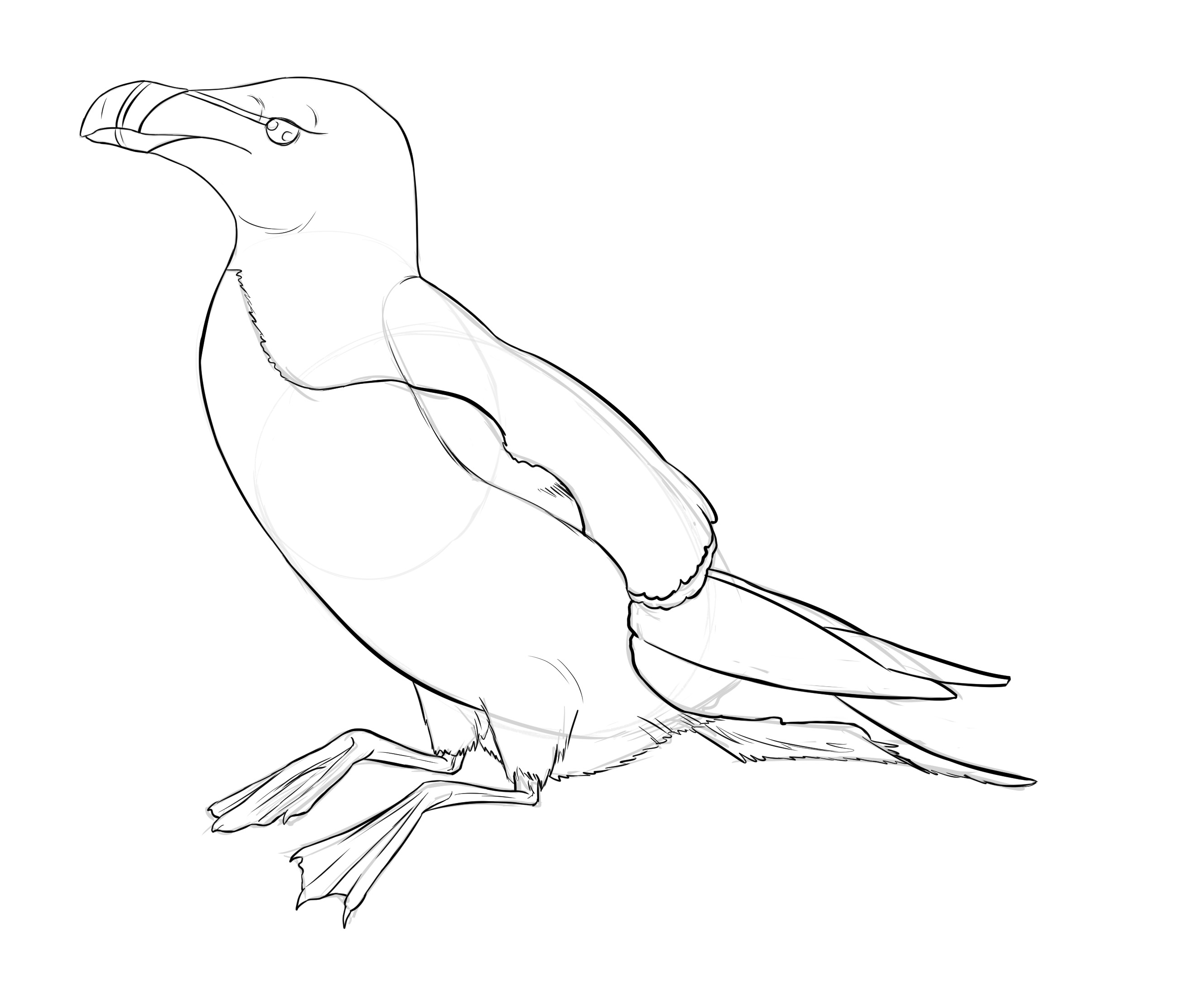 dessiner les détails du pingouin 2