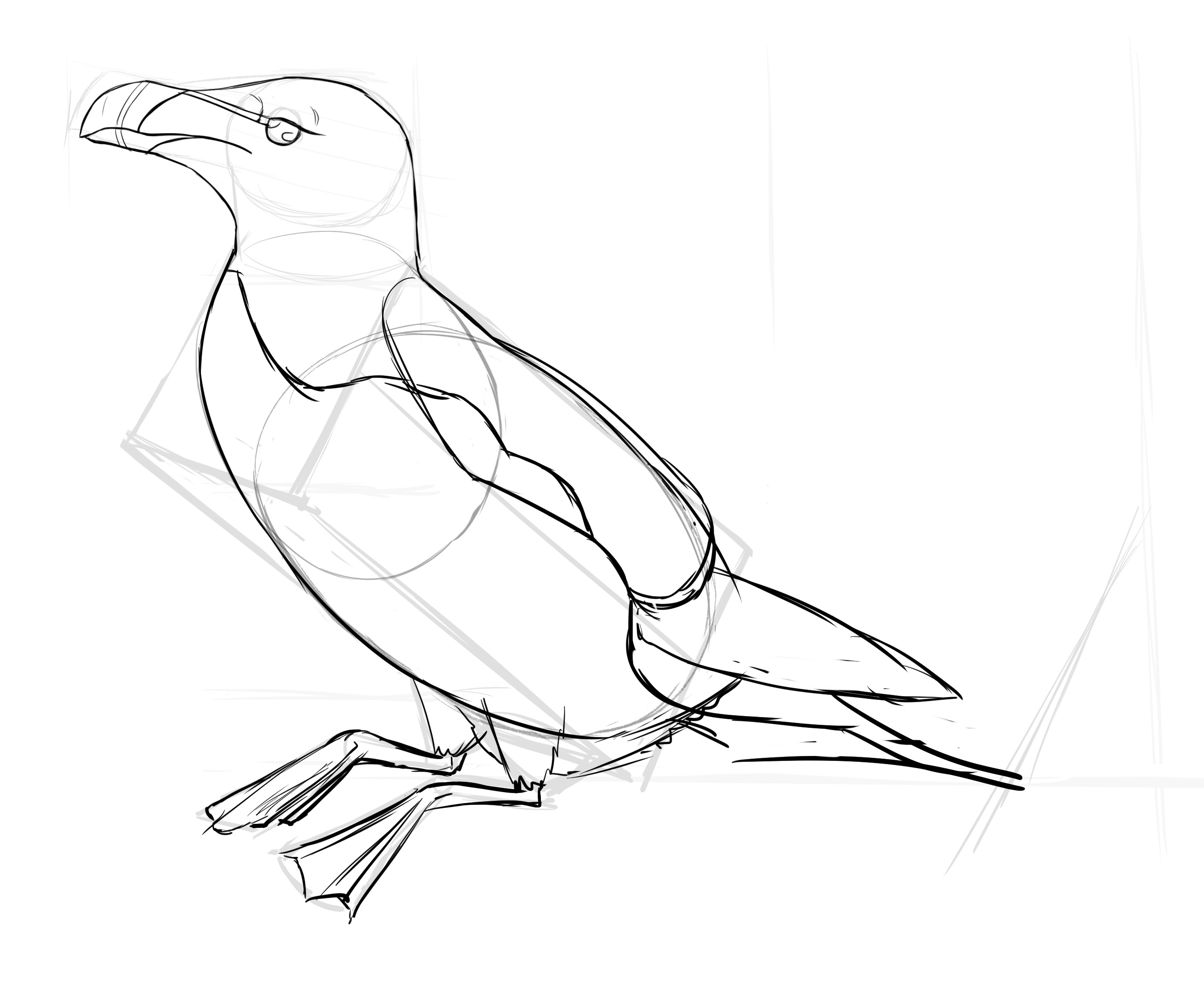 dessiner le plumage du pingouin