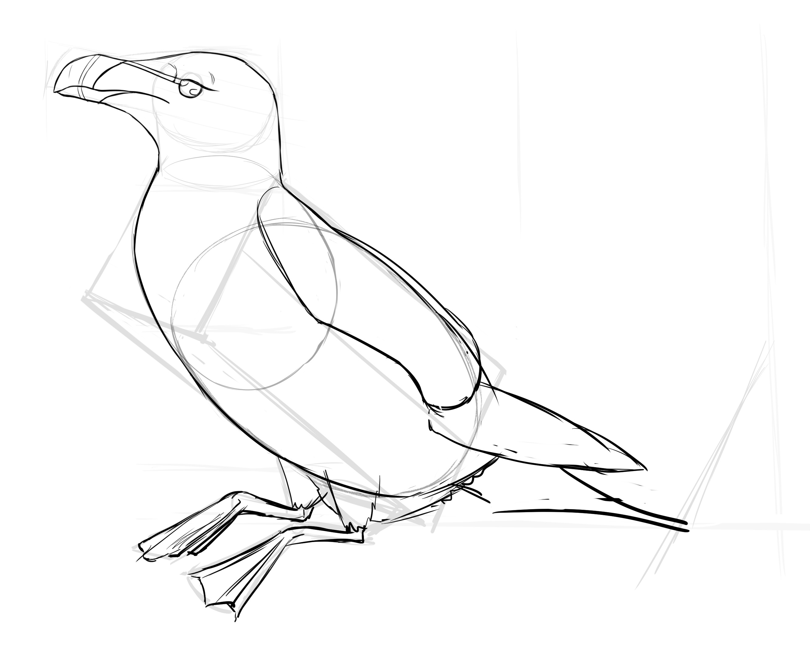 dibujar la cola del pingüino