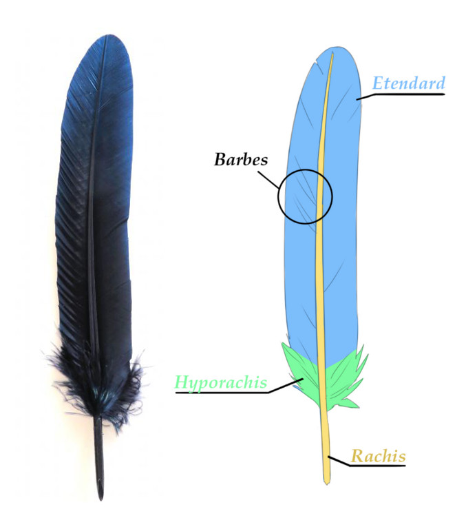 Dessin de plume, on observe