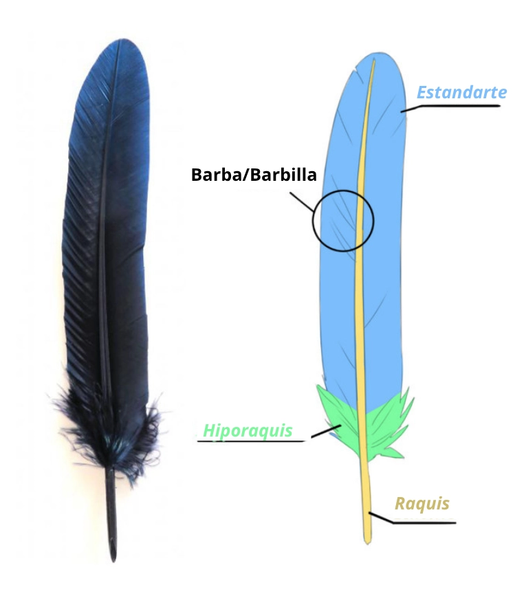 Dibujo de pluma, observamos