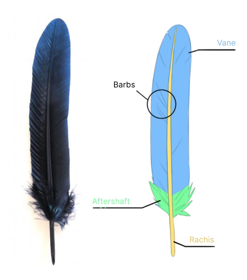 Feather drawing, we observe
