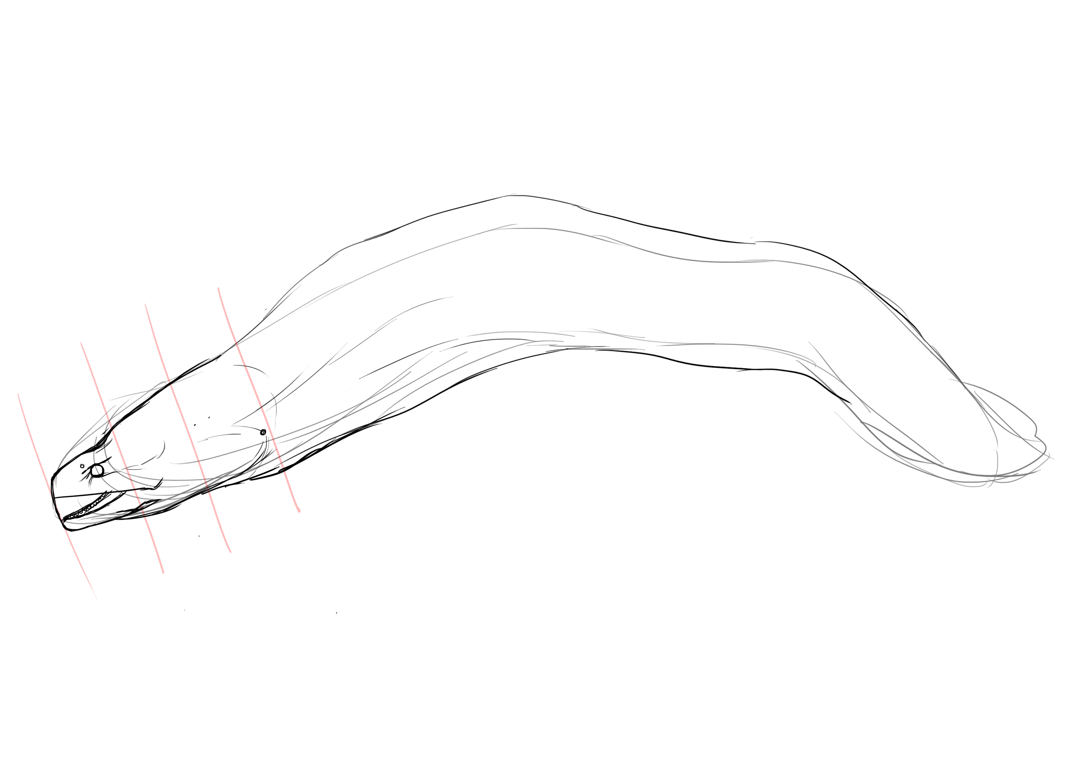 ajouter du volume au dessin de murène