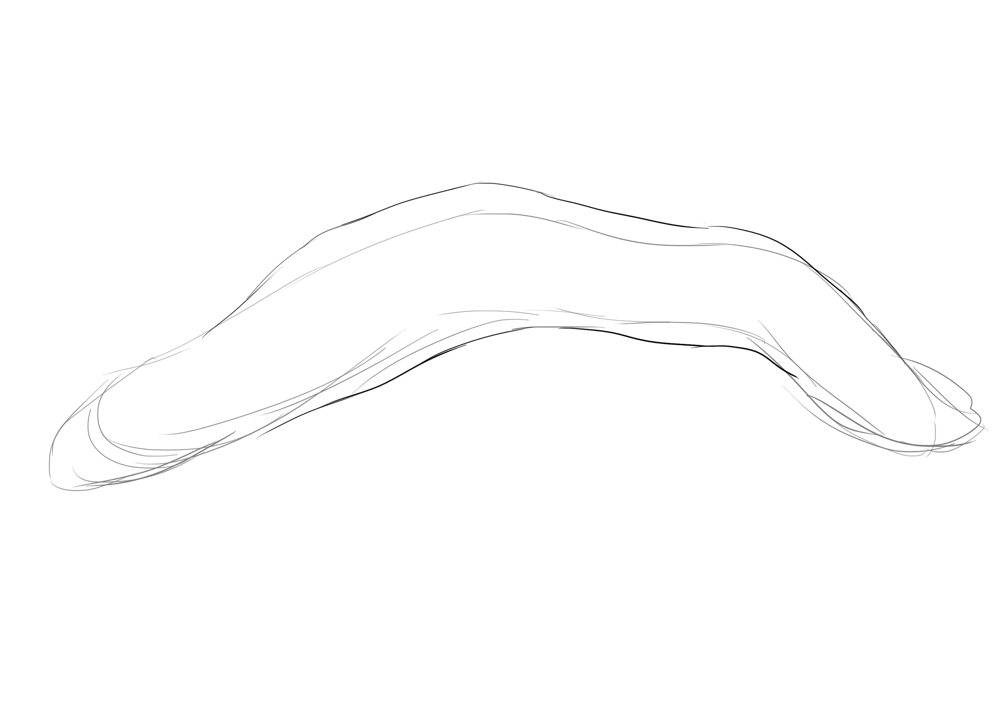 dessiner l’aileron de la murène