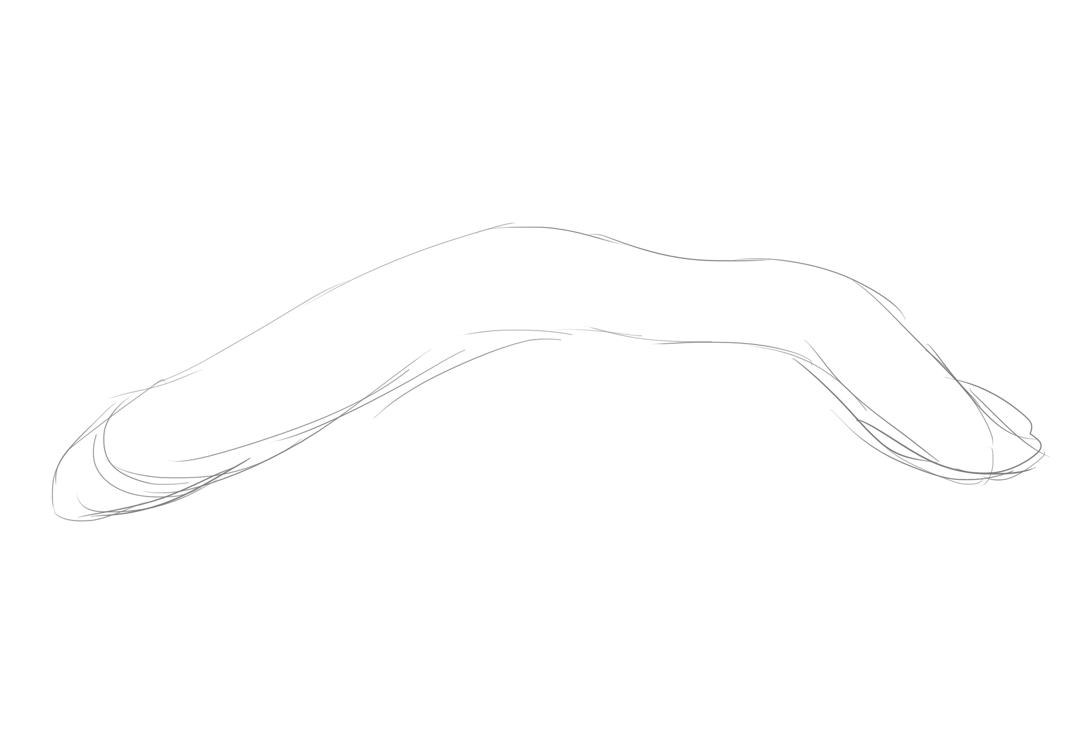 dessiner le corps de la murène