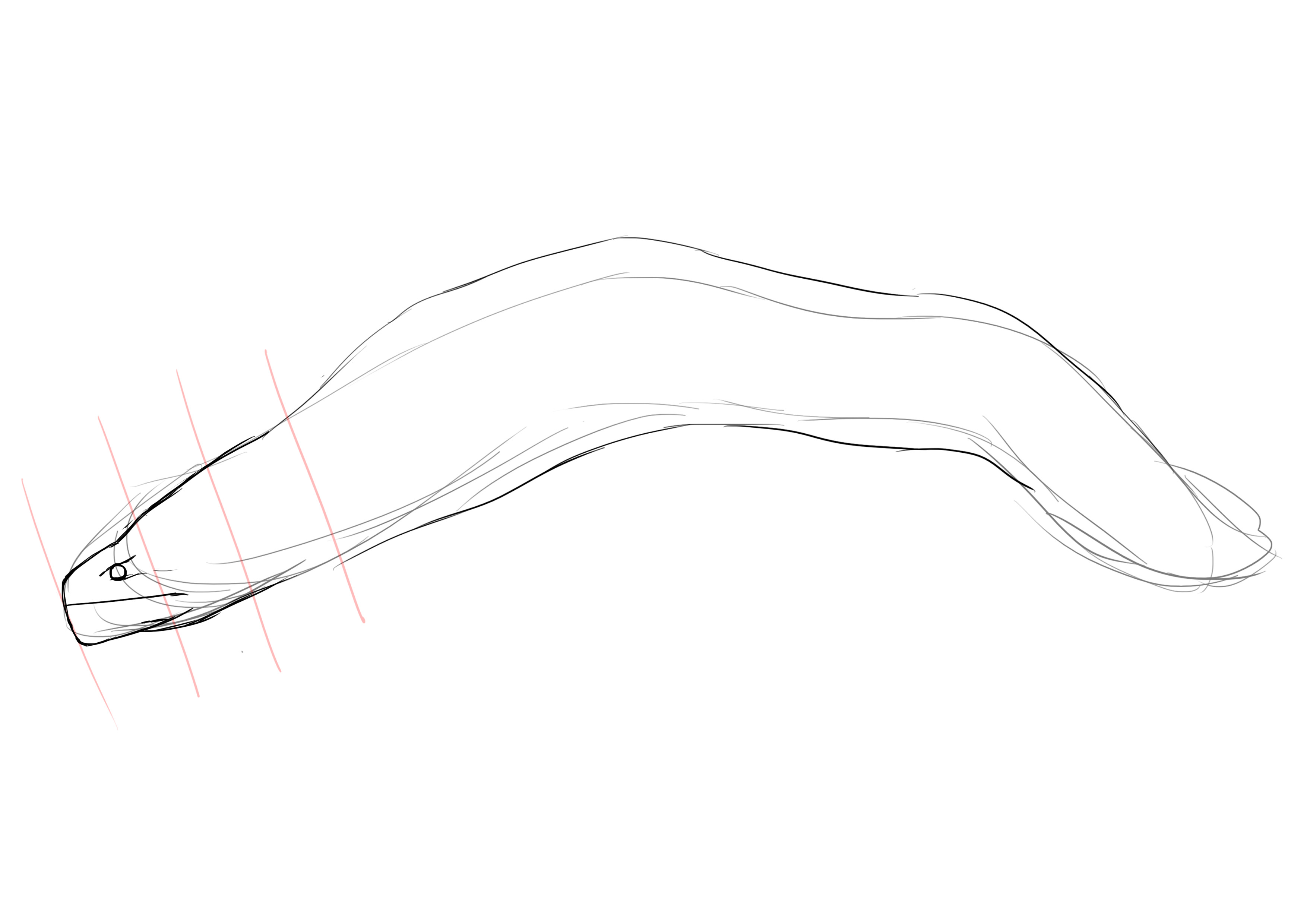 dessiner la mâchoire de la murène 1